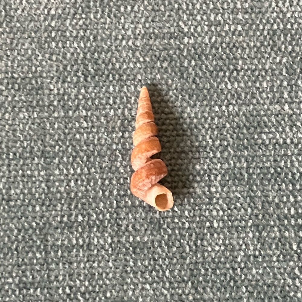 Small Shell
